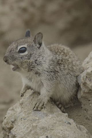 San Diego: America's Wildest Cityのポスター