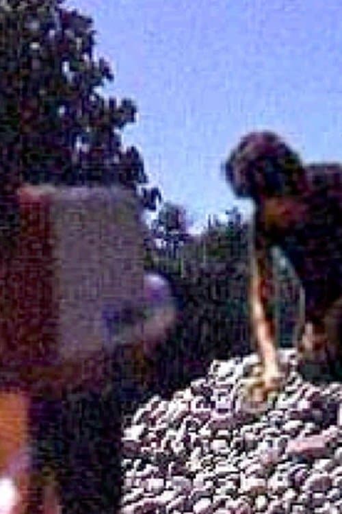 Rock Gardenのポスター