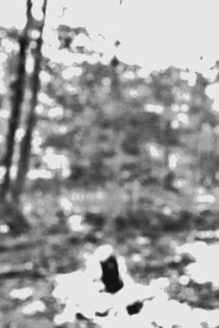 Arborのポスター