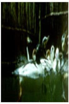 Птици и рибиのポスター