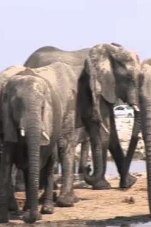 Afterimagesのポスター