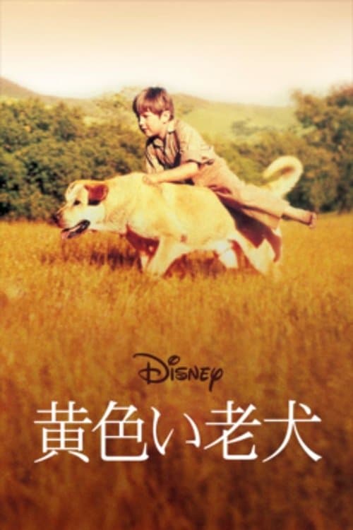 黄色い老犬のポスター