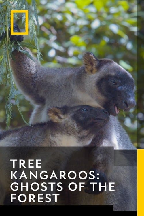 Tree Kangaroos: Ghosts of the Forestのポスター
