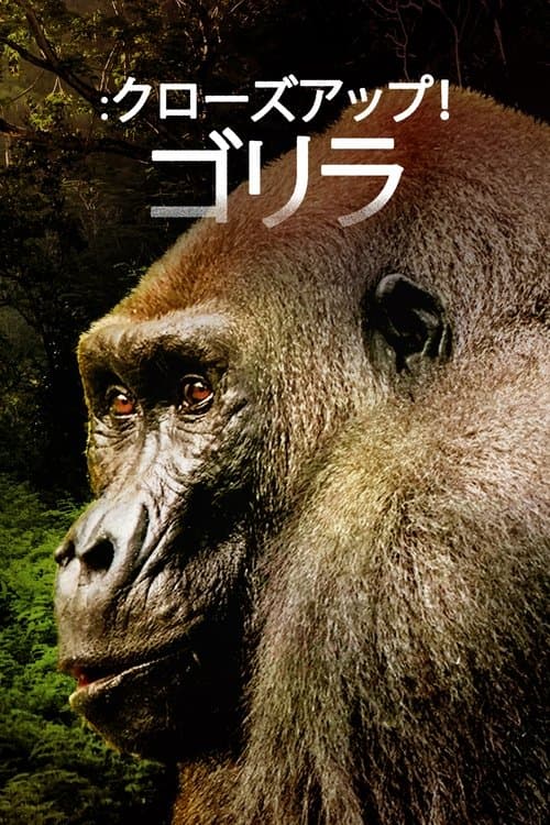 クローズアップ！ゴリラのポスター