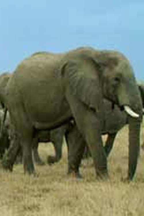 Вода и оганのポスター