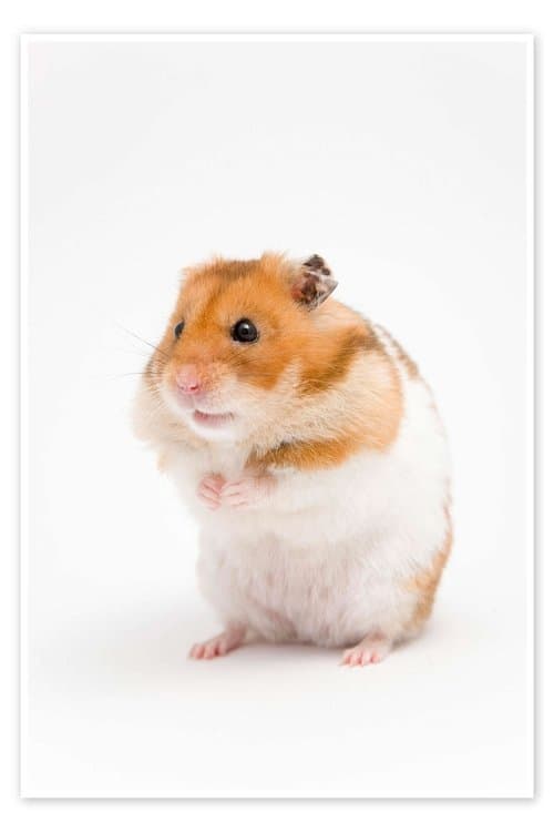 The Interventionのポスター