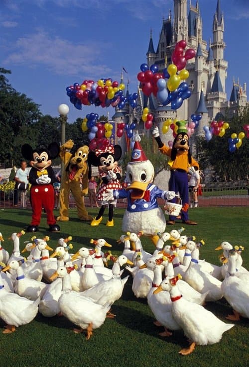 Donald Duck's 50th Birthdayのポスター