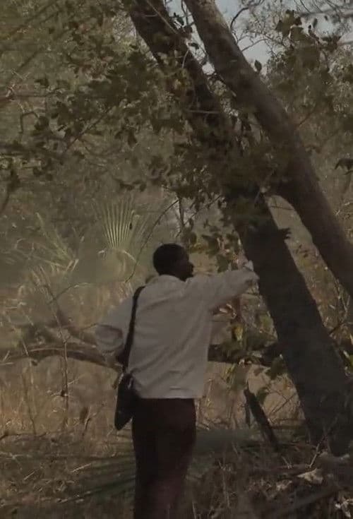 Reguladoのポスター