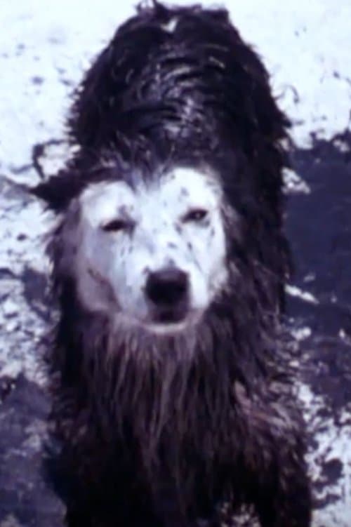 Harry the Dirty Dogのポスター