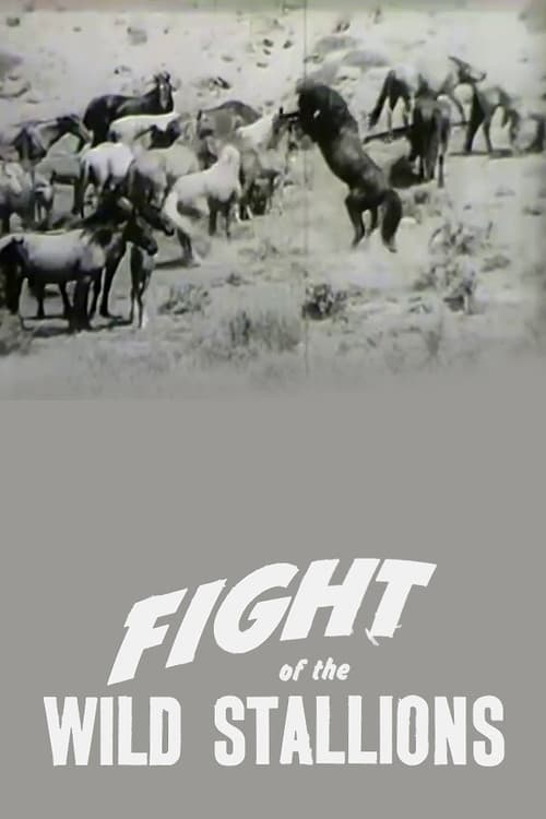 Fight of the Wild Stallionsのポスター