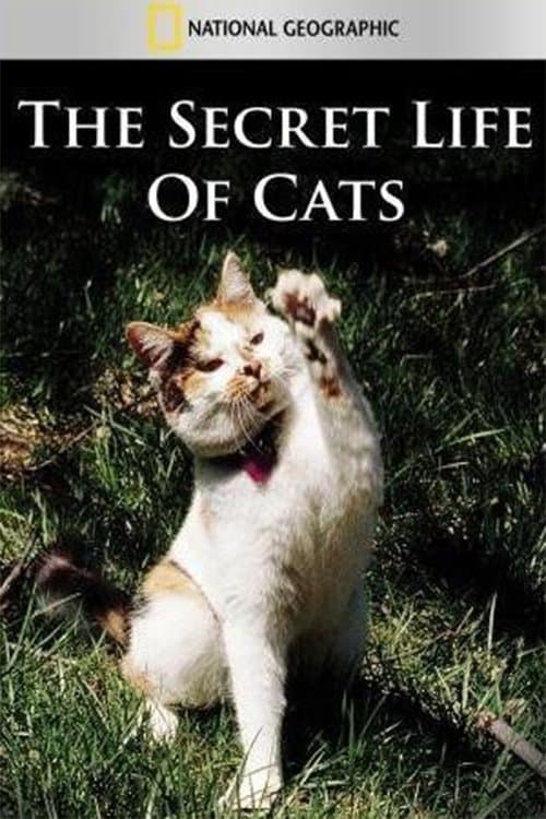 The Secret Life of Catsのポスター
