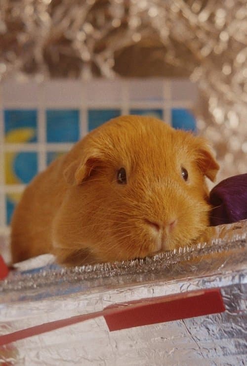 Sherbert Rozencrantz, You're Beautifulのポスター