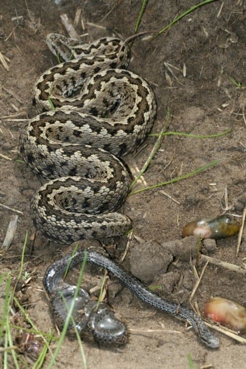 Vipera Life - Egy kígyó életeのポスター