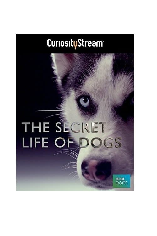The Secret Life of Dogsのポスター