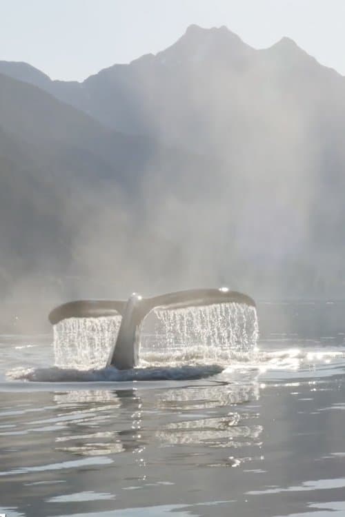 The Singing Planetのポスター