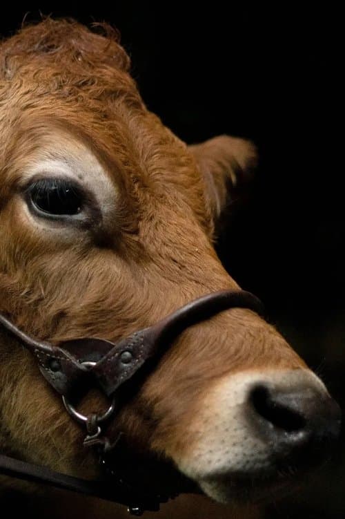 A Feeling of Home: The Making of First Cowのポスター