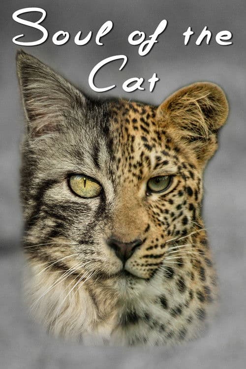 Soul of The Catのポスター