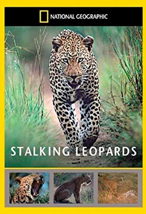Stalking Leopardsのポスター