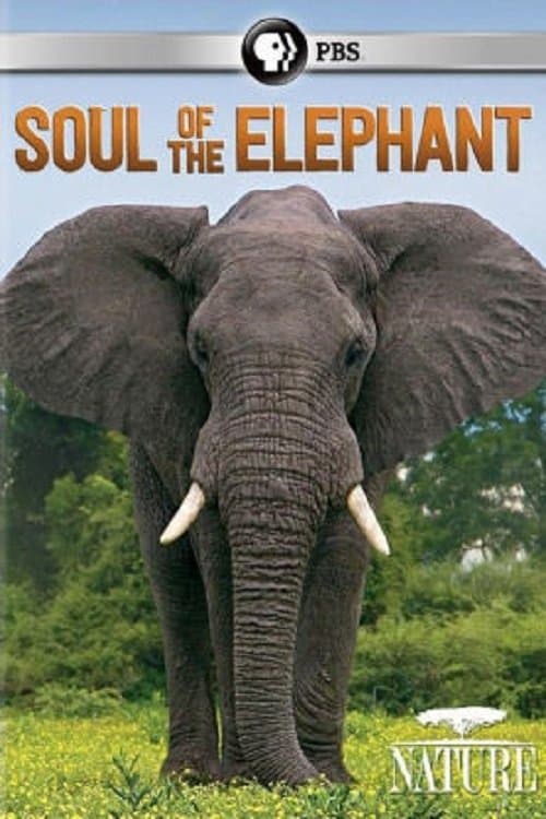Soul of the Elephantのポスター