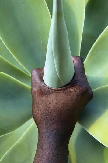 Plant Magicのポスター