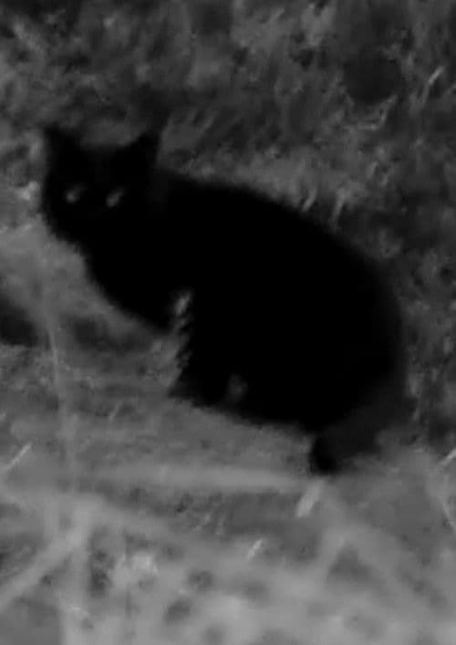 That's Not Meのポスター