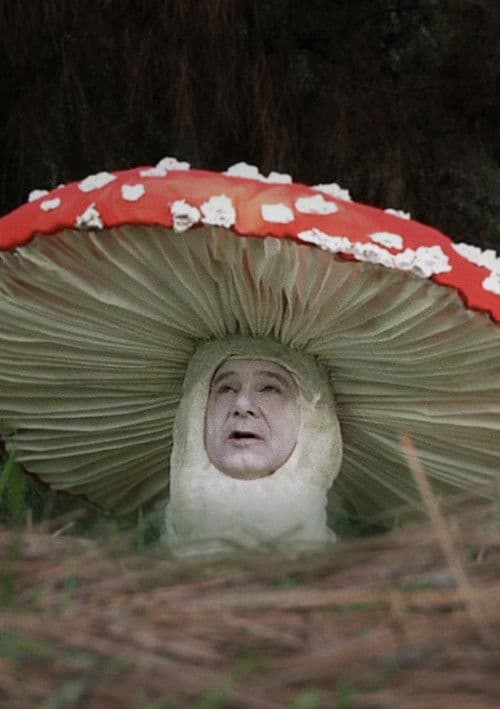 Fly Amanitaのポスター