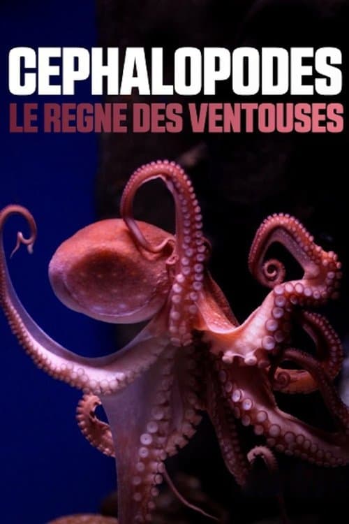Céphalopodes : le règne des ventousesのポスター