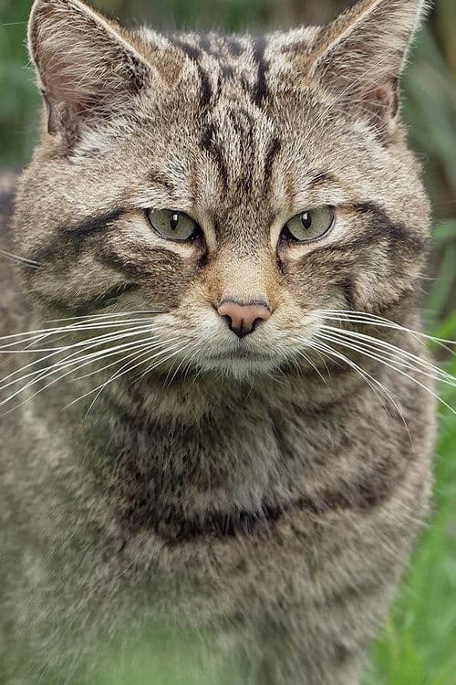 Wildcats: Cait ann an Cunnartのポスター