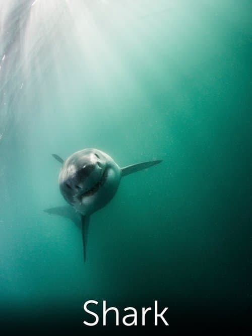 Shark: Beneath the Surfaceのポスター