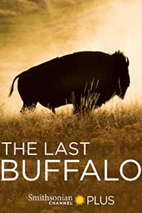 The Last Buffaloのポスター