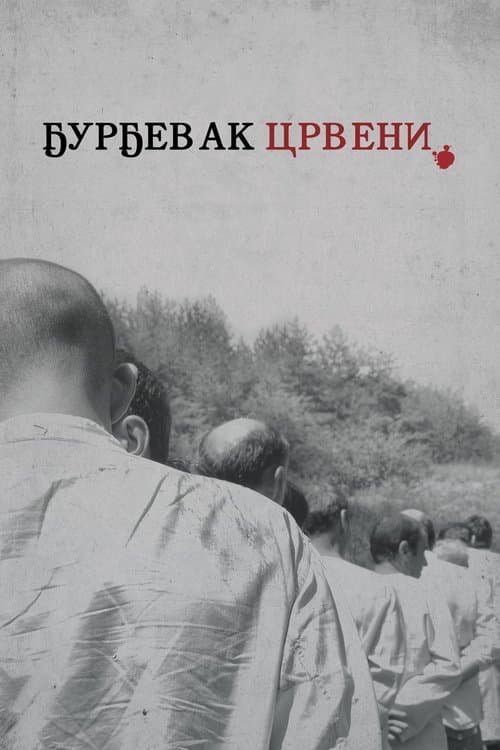 Ђурђевак црвениのポスター