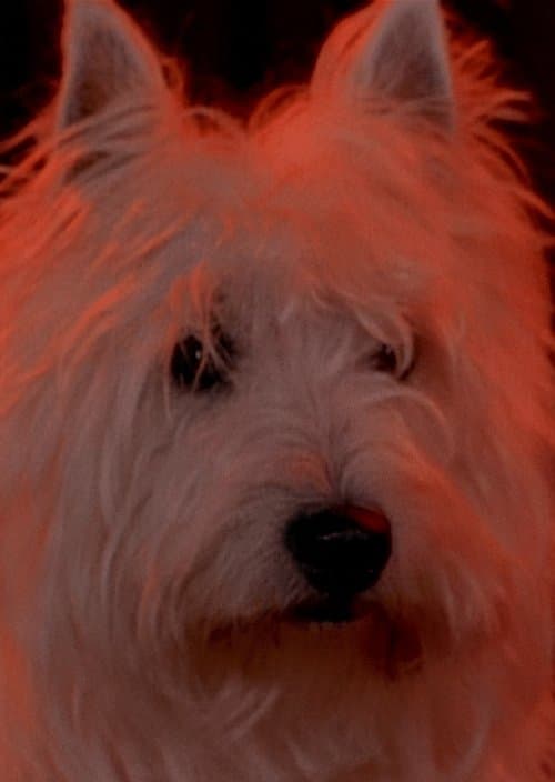 Dois Dragõesのポスター