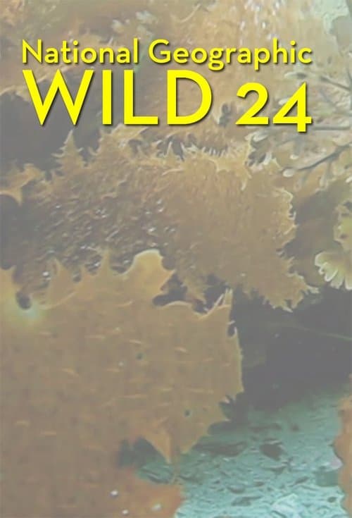 Wild 24のポスター