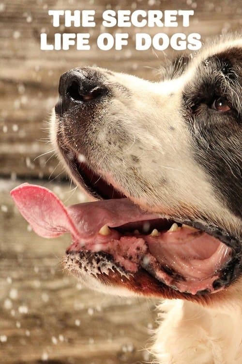 The Secret Life of Dogsのポスター