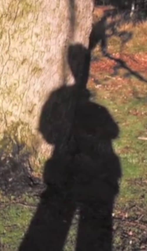 Forest Murmursのポスター