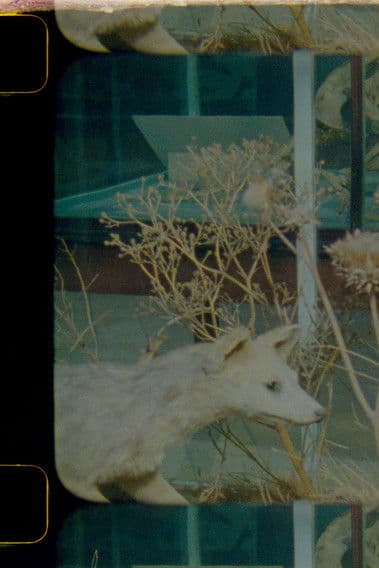 Herbariaのポスター