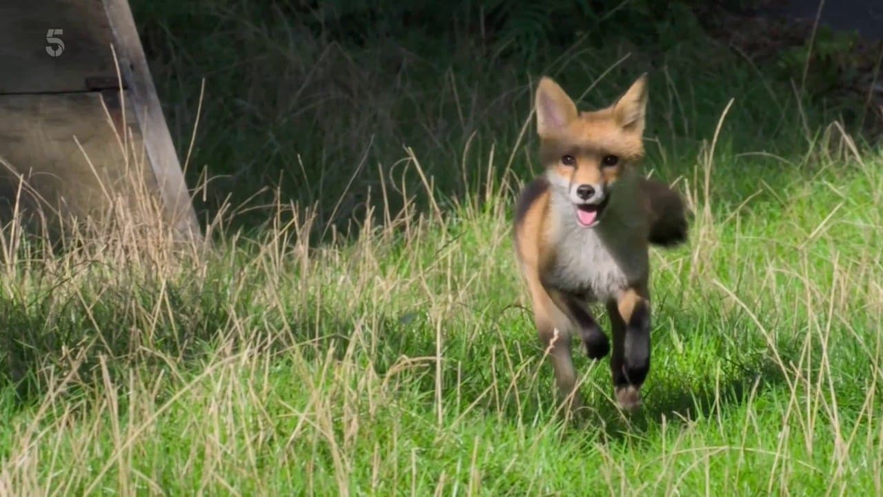 Foxes: Their Secret Worldの背景画像