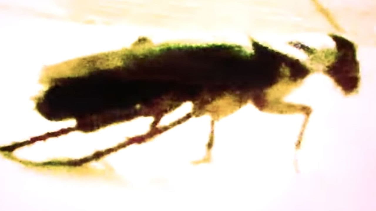 Genuine Leatherの背景画像