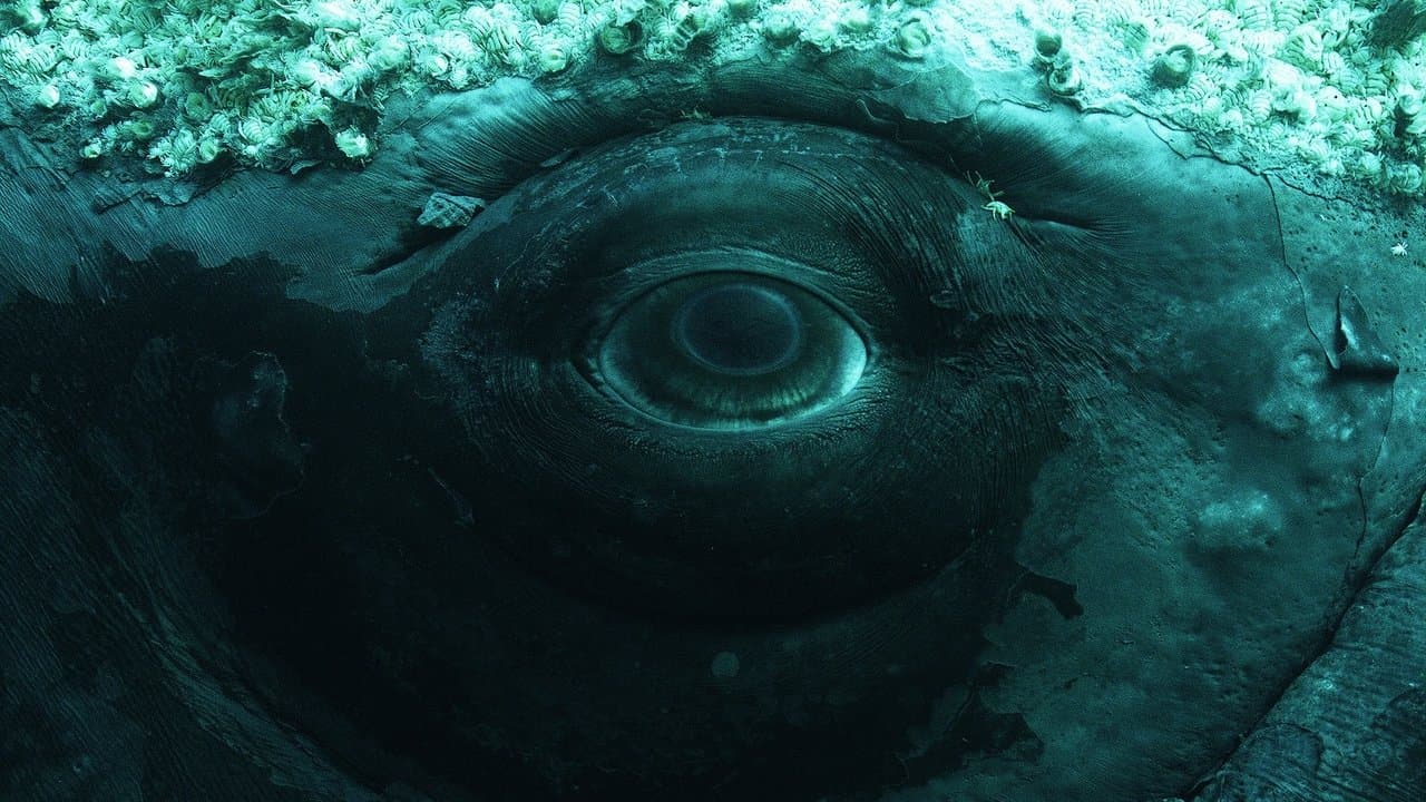 Whale with Steve Backshallの背景画像