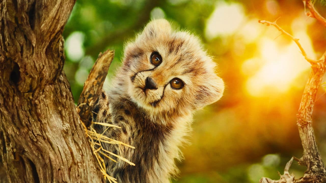 野生に還る動物たちの背景画像