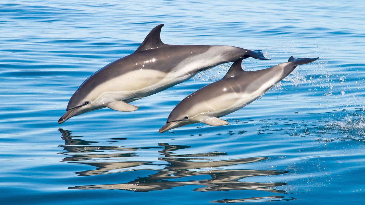 Big Blue UKの背景画像