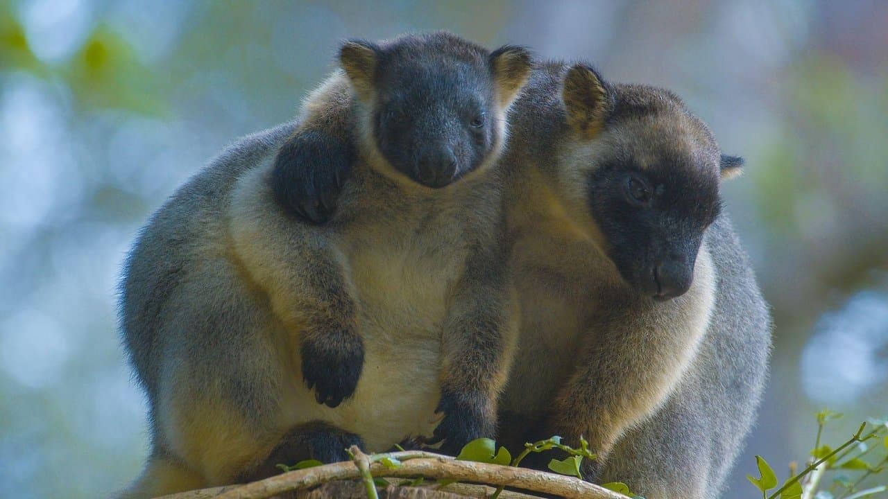 Tree Kangaroos: Ghosts of the Forestの背景画像