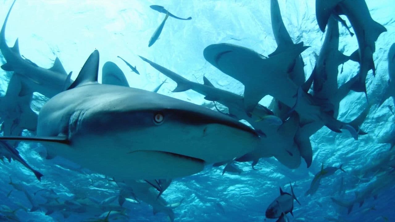 Diving with Sharks: The Ultimate Guideの背景画像