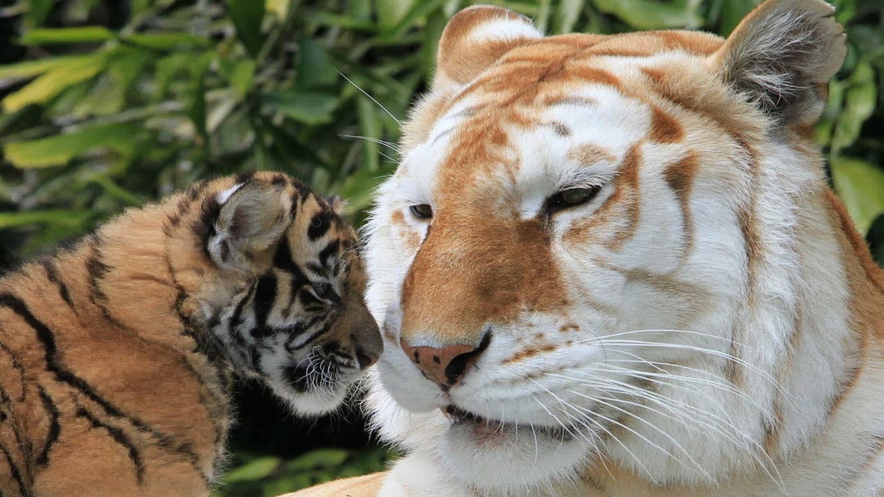 The Miracle Tigerの背景画像