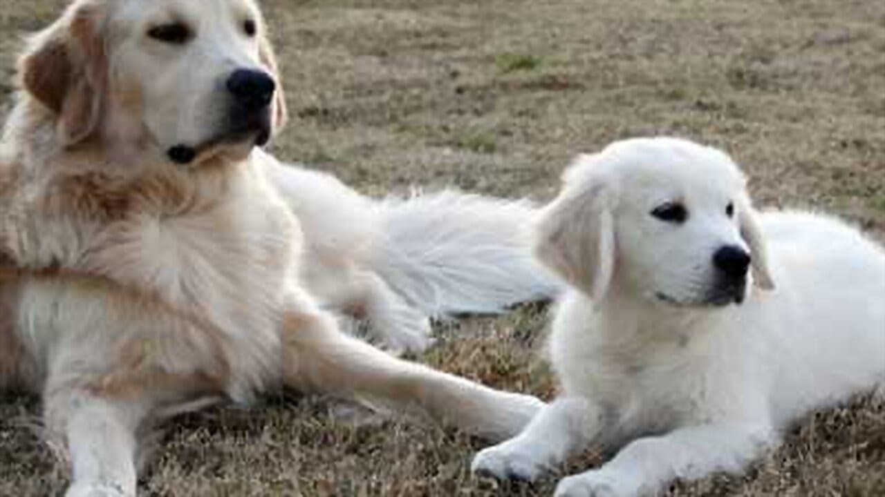 Adventures of Bailey: The Lost Puppyの背景画像