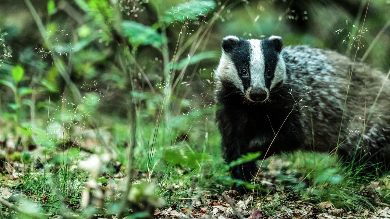 Badgers: Their Secret Worldの背景画像