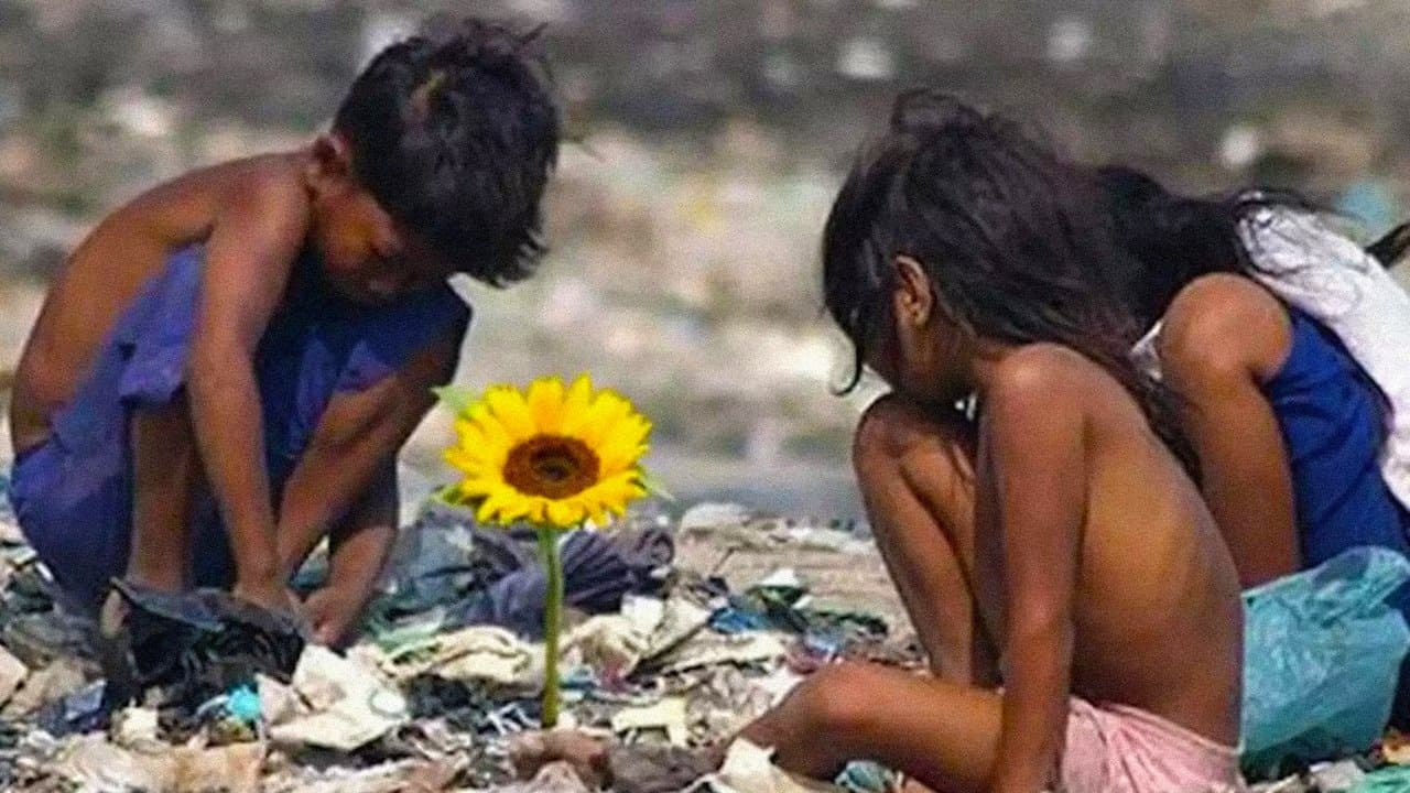 Ilha das Floresの背景画像