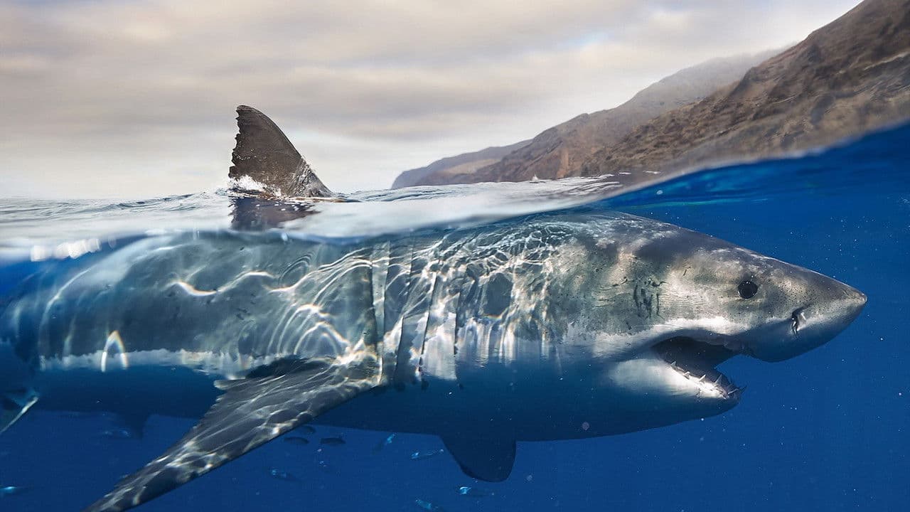 Les requins, maîtres des profondeursの背景画像