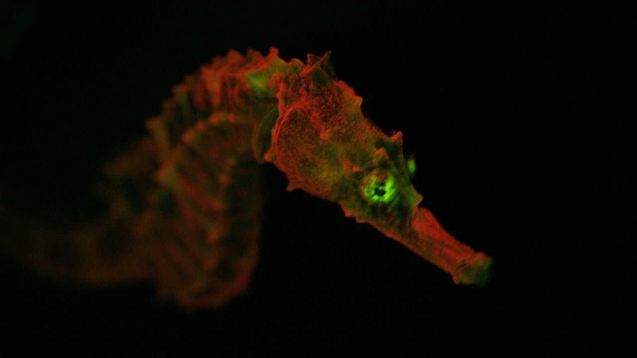 Creatures of Lightの背景画像