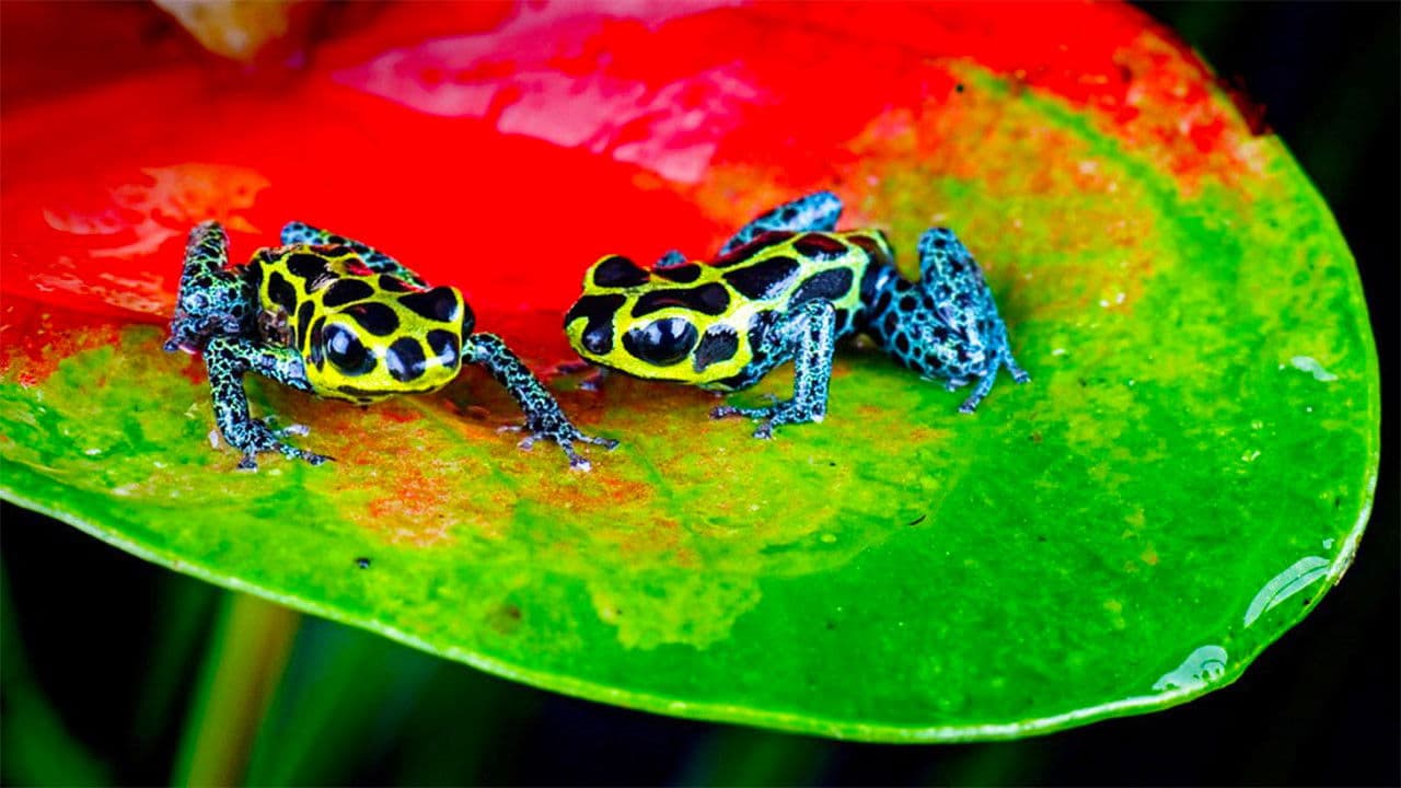 Nature's Microworldsの背景画像